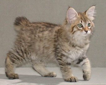 Il Bobtail Americano, il gatto dalla coda corta