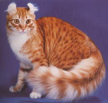 American Curl - Wild and Pet