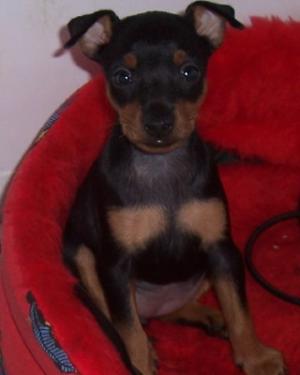 Black and Tan Toy Terrier - Wild and Pet