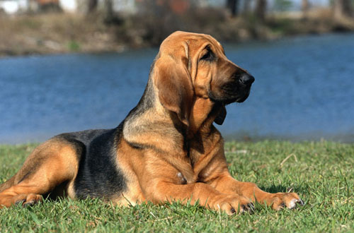 Bloodhound - Wild and Pet