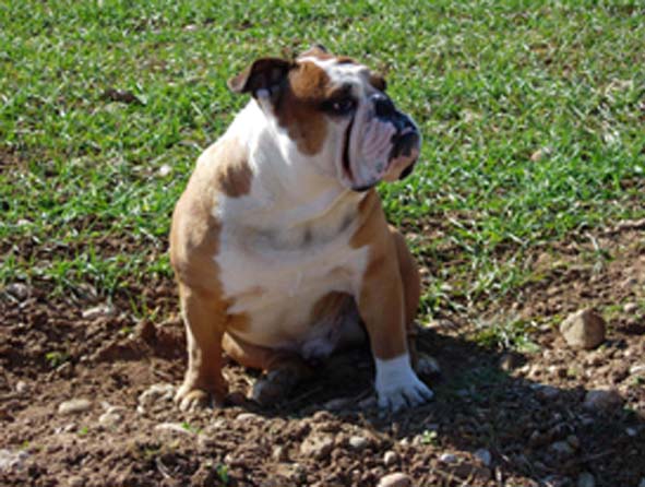 Bulldog Inglese - Wild and Pet