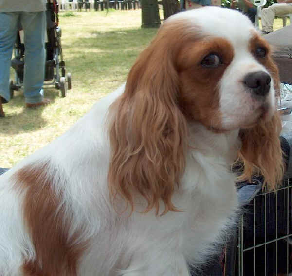 Cavalier King Charles Spaniel - Wild and Pet