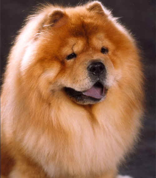 Chow Chow - Wild and Pet