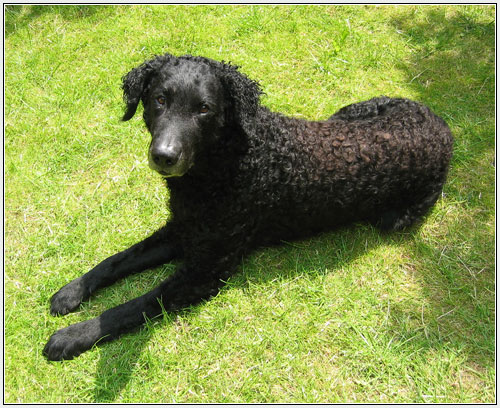 Curly-coated Retriever - Wild and Pet