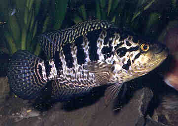 Guapote tigre (Parachromis managuensis) - Wild and Pet