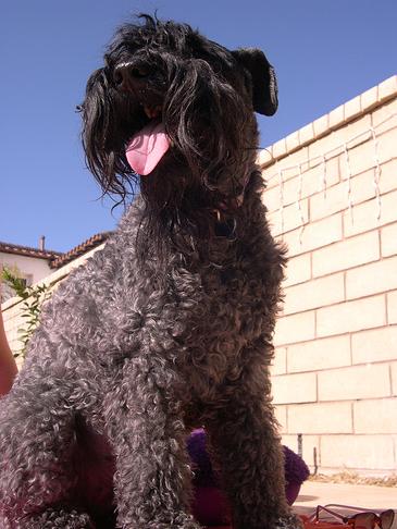 Kerry Blue Terrier - Wild and Pet