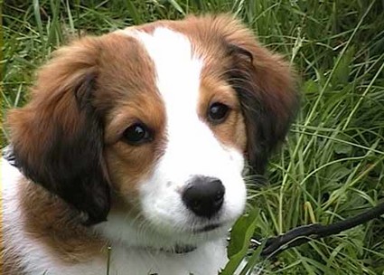 Kooikerhondje - Wild and Pet