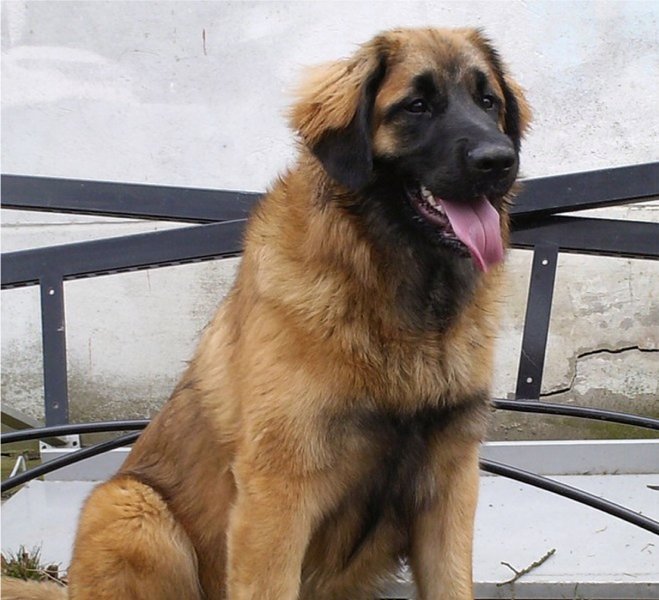 Leonberger - Wild and Pet