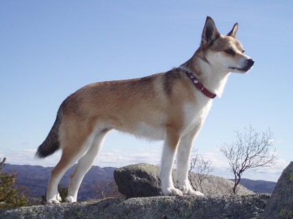 Norsk Lundehund - Wild and Pet 