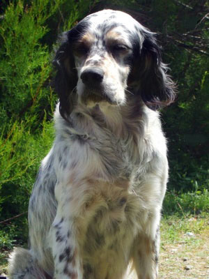 Setter Inglese - Wild and Pet