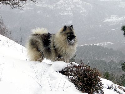 Wolfspitz-Keesehound - Wild and Pet