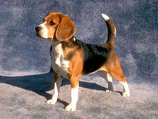 Beagle - Wild and Pet