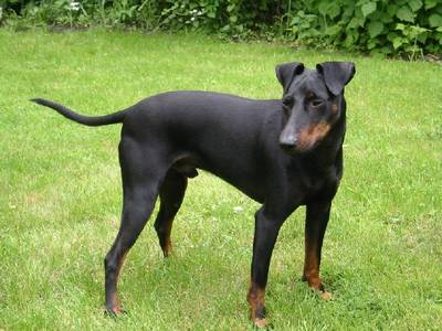 Manchester Terrier - Wild and Pet